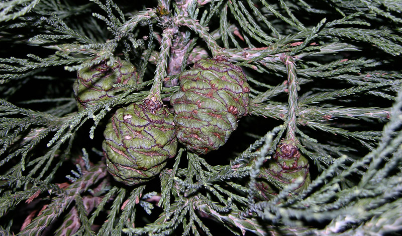 Sequoiadendron giganteum / Sequoia gigante